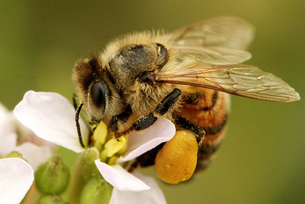 Honey Bee Gathering Nectar