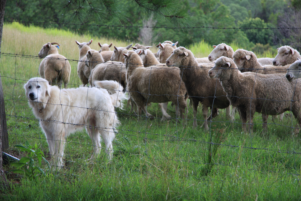 Sheep Dog Protecting The Herd