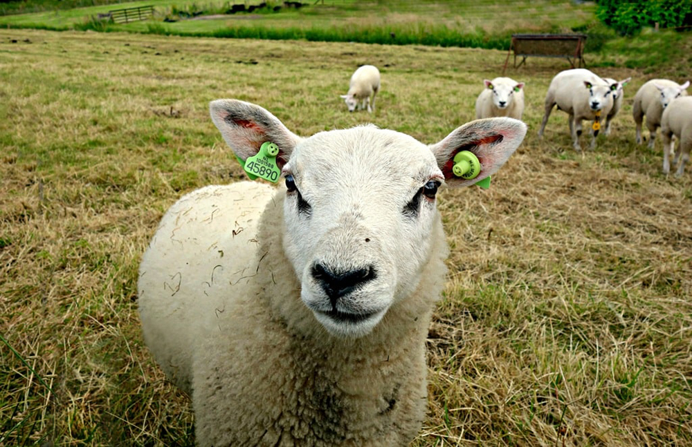 Sheep Ear Tags