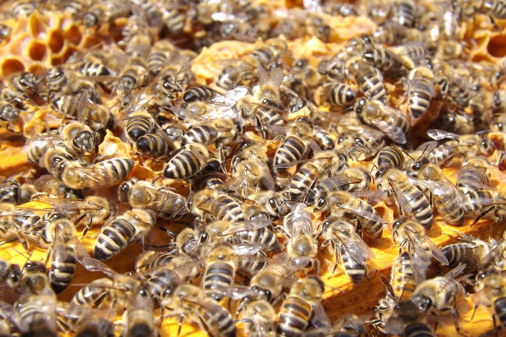 honey bees on a comb