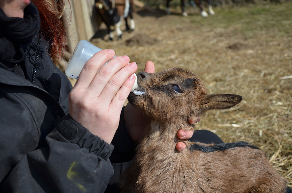 Bottle Feeding Baby Goat
